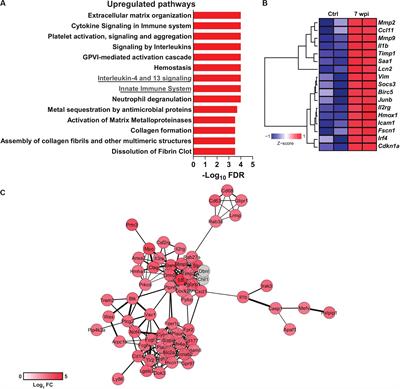 Frontiers  Splenic protection network revealed by transcriptome