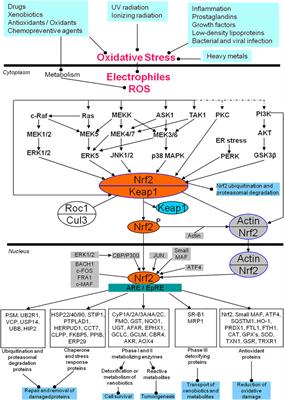 Frontiers  Experimental Social Stress: Dopaminergic Receptors, Oxidative  Stress, and c-Fos Protein Are Involved in Highly Aggressive Behavior