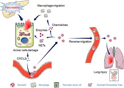 Frontiers | The Role of Neutrophils and Neutrophil Extracellular Traps ...