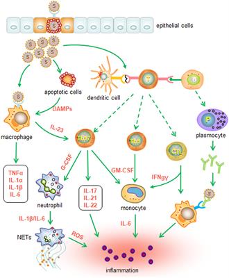 Frontiers | Immunomodulatory and Antiviral Activity of Metformin and ...