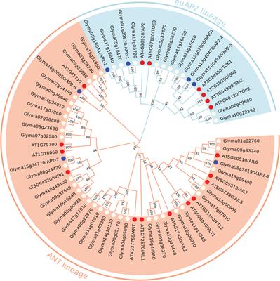 Frontiers Genome Wide Identification And Comprehensive Analyses Of