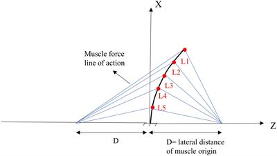 Frontiers  Load Distribution in the Lumbar Spine During Modeled
