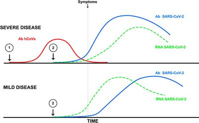 Frontiers Is Cross Reactive Immunity Triggering Covid 19 Immunopathogenesis Immunology