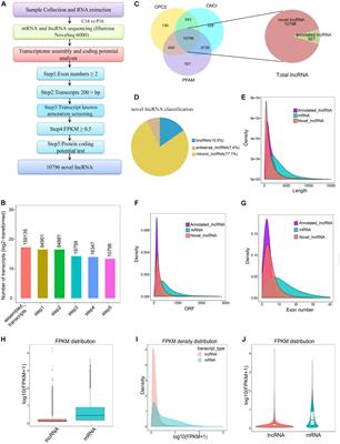 Frontiers | Analysis and Screening of Reproductive Long Non-coding RNAs ...