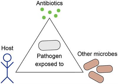 Frontiers | Evolutionary Approaches to Combat Antibiotic Resistance ...