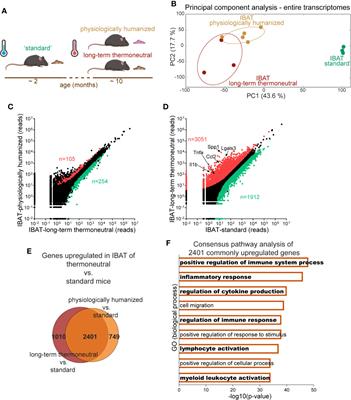 Full article: Comparative transcriptomic analysis of rabbit interscapular  brown adipose tissue whitening under physiological conditions