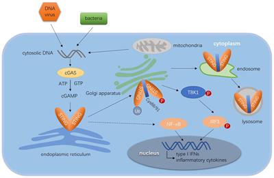 Frontiers | When STING Meets Viruses: Sensing, Trafficking and Response