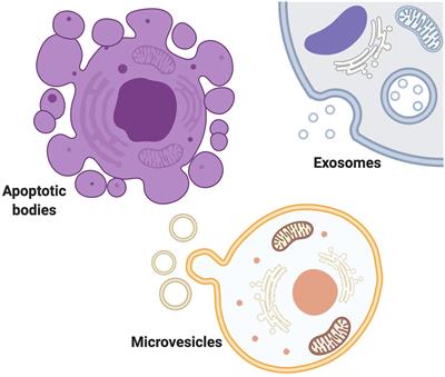 Frontiers | The Function of Astrocyte Mediated Extracellular Vesicles ...