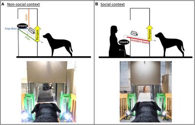 Doggy Sex Porn Face Distressed - Frontiers | 'Puppy Dog Eyes' Are Associated With Eye Movements, Not  Communication
