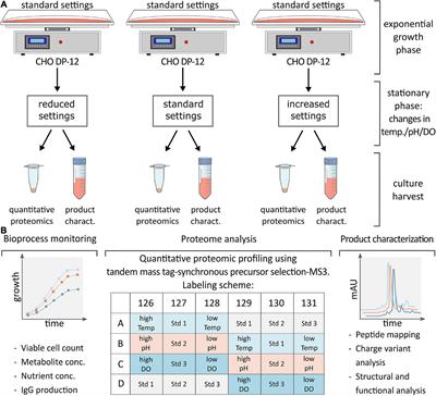 Frontiers | Proteomic Profiling of IgG1 Producing CHO Cells Using LC/LC ...