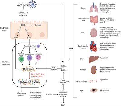 Frontiers | Cytokine Storm in COVID-19—Immunopathological Mechanisms ...