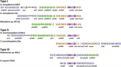 Frontiers Microbial Oxidation Of Arsenite Regulation Chemotaxis Phosphate Metabolism And Energy Generation Microbiology