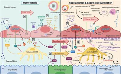 forestille bison mad Frontiers | The Role of Sinusoidal Endothelial Cells in the Axis of  Inflammation and Cancer Within the Liver