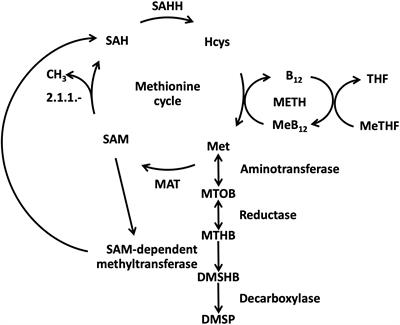 gaan beslissen Toegeven Kruiden Frontiers | Cobalamin Scarcity Modifies Carbon Allocation and Impairs DMSP  Production Through Methionine Metabolism in the Haptophyte Microalgae  Tisochrysis lutea | Marine Science
