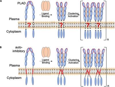 Frontiers | The Diversity and Similarity of Transmembrane Trimerization ...