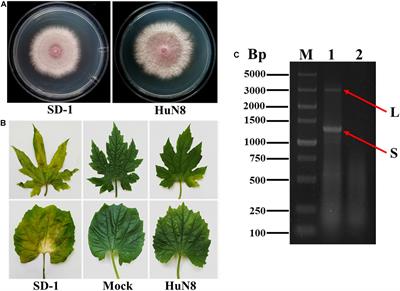 Frontiers  A Novel Lineage of Cile-Like Viruses Discloses the