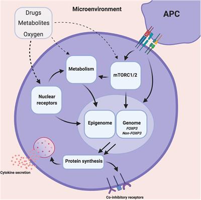 Frontiers | Metabolic Optimisation of Regulatory T Cells in Transplantation