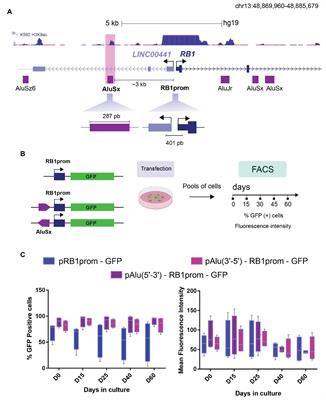 Zo veel schaak Slapen Frontiers | An Intronic Alu Element Attenuates the Transcription of a Long  Non-coding RNA in Human Cell Lines | Genetics
