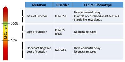 Frontiers The Role Of Kv7 2 In Neurodevelopment Insights And Gaps In Our Understanding Physiology