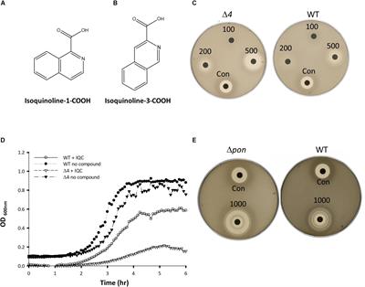 Frontiers | A Small Molecule Inhibitor of CTP Synthetase Identified by ...