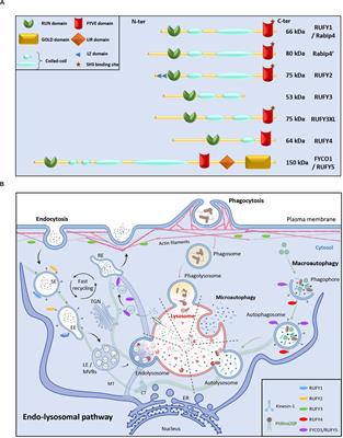 Frontiers | The RUFYs, a Family of Effector Proteins Involved in ...