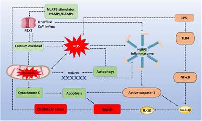 Frontiers | Reactive Oxygen Species Interact With NLRP3 Inflammasomes ...