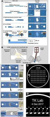 Frontiers  Design and Validation of a Human Brain Endothelial  Microvessel-on-a-Chip Open Microfluidic Model Enabling Advanced Optical  Imaging