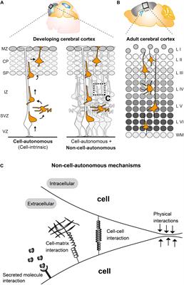 Frontiers Non Cell Autonomous Mechanisms In Radial Projection Neuron Migration In The Developing Cerebral Cortex Cell And Developmental Biology