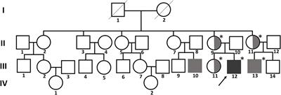 Frontiers | Case Report: Pansynostosis, Chiari I Malformation and ...