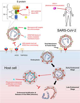 Frontiers | The Potential of Antiviral Peptides as COVID-19 Therapeutics