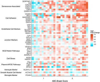 Frontiers Cerebrovascular Senescence Is Associated With Tau Pathology In Alzheimer S Disease Neurology