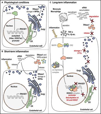 Frontiers | Endothelial Ribonuclease 1 in Cardiovascular and Systemic ...