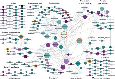 Frontiers | Maize Response to Low Temperatures at the Gene Expression ...