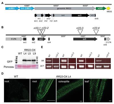 Frontiers Functional Analysis Of The Rice Type B Response Regulator Rr22 Plant Science