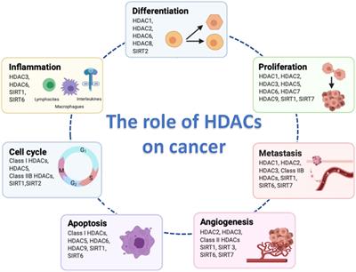 HDAC activity is required during LR development. (A) In