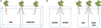 Frontiers | Evidence for Root Kin Recognition in the Clonal Plant ...