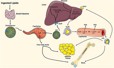 Frontiers | Dual Effects of Lipid Metabolism on Osteoblast Function