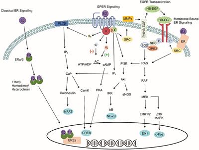 Frontiers | G Protein-Coupled Estrogen Receptor, GPER1, Offers a Novel ...