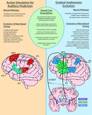 Frontiers | Motor and Predictive Processes in Auditory Beat and Rhythm ...