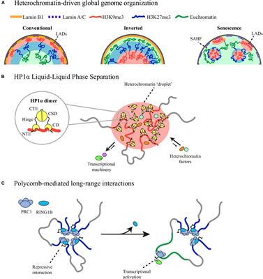 Frontiers | Heterochromatin as an Important Driver of Genome Organization