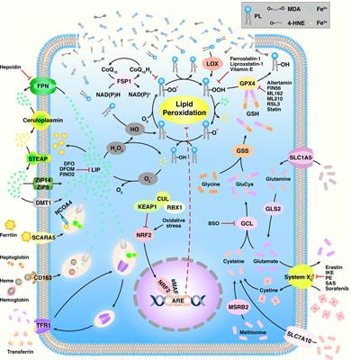 Frontiers | Ferroptosis: Biochemistry and Biology in Cancers