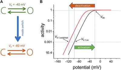 Frontiers | Hysteretic Behavior in Voltage-Gated Channels