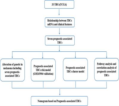 Frontiers - Tre2-Bub2-Cdc16 Family Proteins Based Nomogram Serve as a Promising Prognosis ...