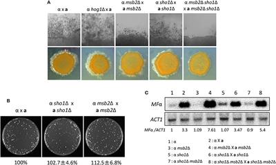 Frontiers Corrigendum Sho1 And Msb2 Play Complementary But Distinct Roles In Stress Responses Sexual Differentiation And Pathogenicity Of Cryptococcus Neoformans