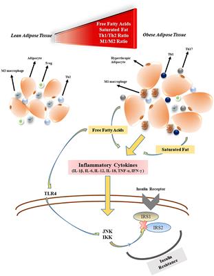 Frontiers Clinical Impact Potential Of Supplemental Nutrients As Adjuncts Of Therapy In High Risk Covid 19 For Obese Patients Nutrition