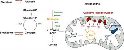 Frontiers | The Role of Muscle in Insect Energy Homeostasis