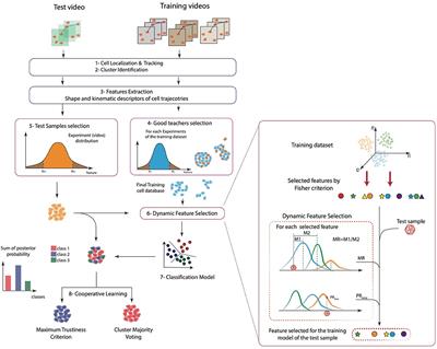 Frontiers Deciphering Comprehensive Features Of Tumor