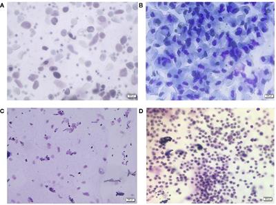 Frontiers | The Interventional Effects of Tubson-2 Decoction on ...