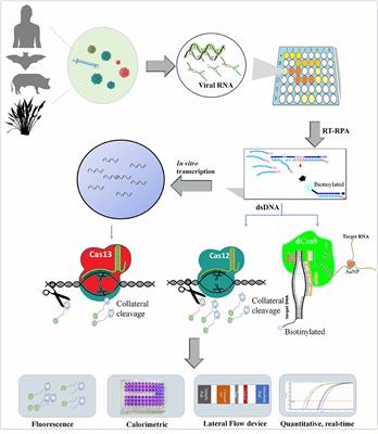 Frontiers | Next-Generation Molecular Diagnostics Development by CRISPR ...