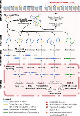 Frontiers A Roadmap Toward The Definition Of Actionable Tumor Specific Antigens Immunology